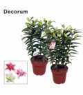 Lilium