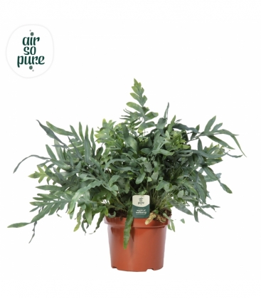 Phlebodium