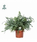 Phlebodium