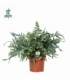 Phlebodium