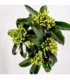 Skimmia