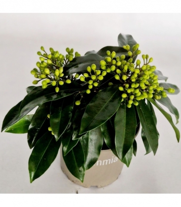 Skimmia