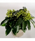 Skimmia