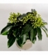 Skimmia