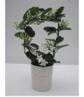 Stephanotis
