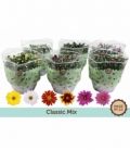 Chrysanthemum
