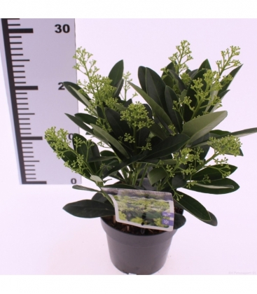 Skimmia