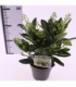 Skimmia
