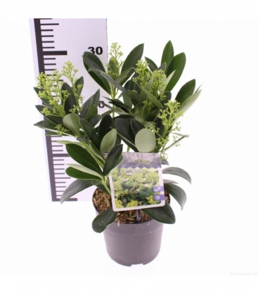 Skimmia