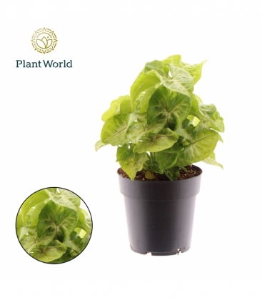 Syngonium