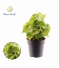 Syngonium