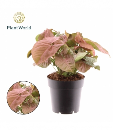 Syngonium