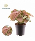 Syngonium