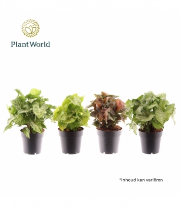 Syngonium