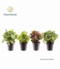 Syngonium