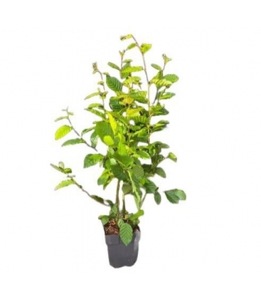 Carpinus