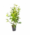Carpinus