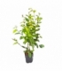 Carpinus