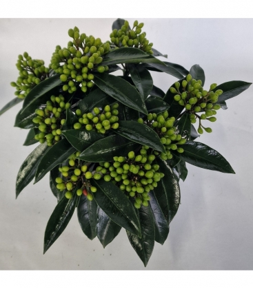 Skimmia