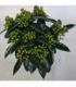 Skimmia