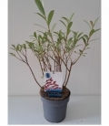 Salix