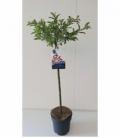 Salix
