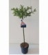 Salix