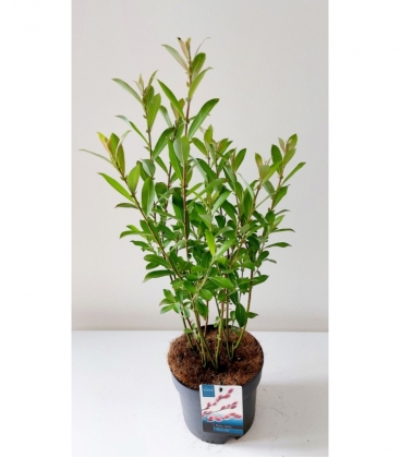 Salix
