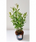 Salix
