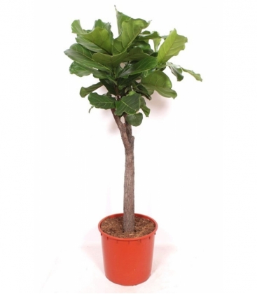 Ficus