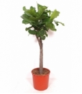 Ficus