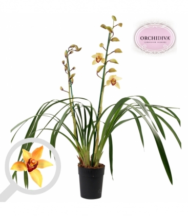 Cymbidium