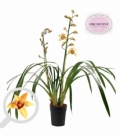 Cymbidium
