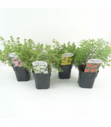 Potentilla
