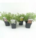 Potentilla