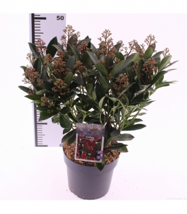 Skimmia