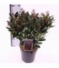 Skimmia