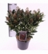 Skimmia