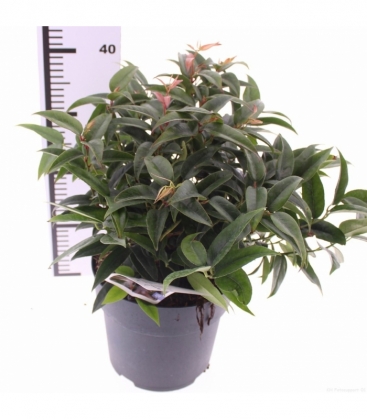 Leucothoe