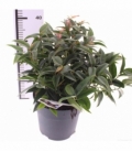 Leucothoe