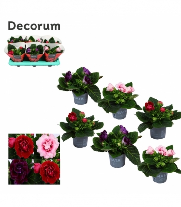 Gloxinia