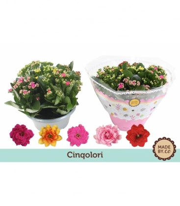 Kalanchoe
