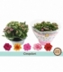 Kalanchoe