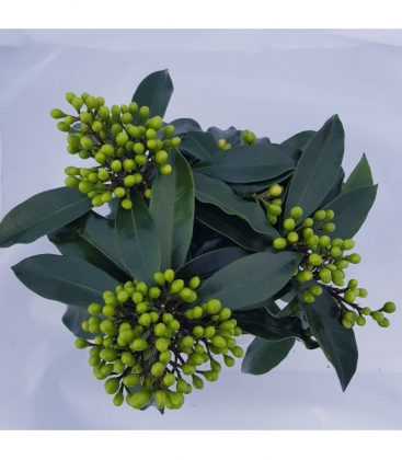 Skimmia