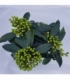 Skimmia