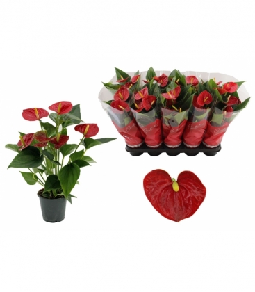 Anthurium