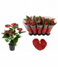 Anthurium