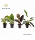 Philodendron