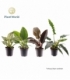 Philodendron