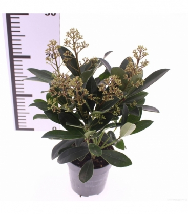 Skimmia